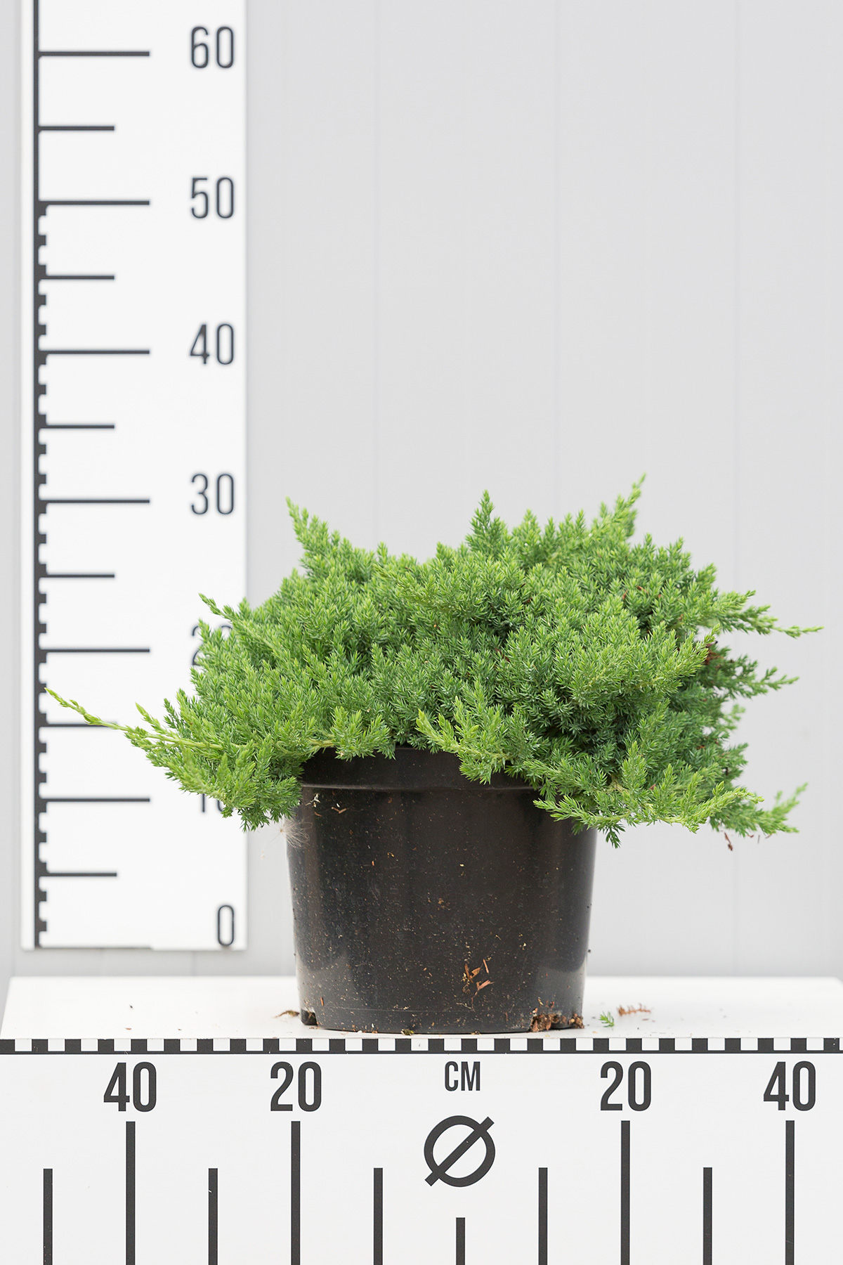 Можжевельник лежачий Нана